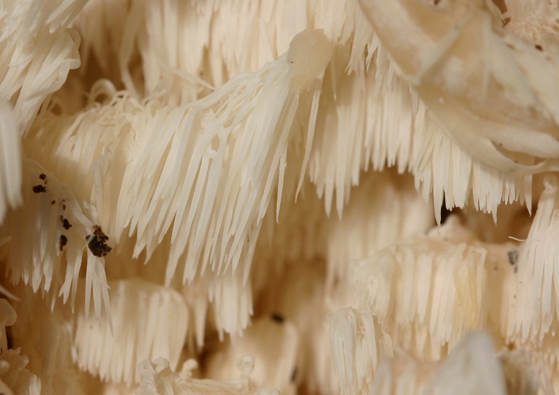 Hericium coralloides?